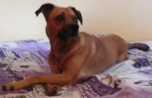 Cachorro raça vira-latas idade  nome Sheshelentto