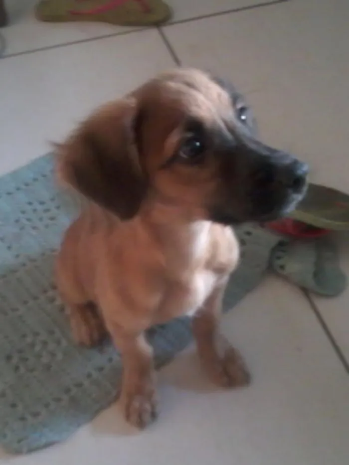 Cachorro ra a  idade 2 a 6 meses nome Pingo
