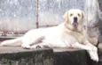 MARLEY
