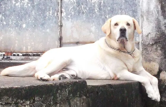 Cachorro raça LABRADOR idade 6 ou mais anos nome MARLEY
