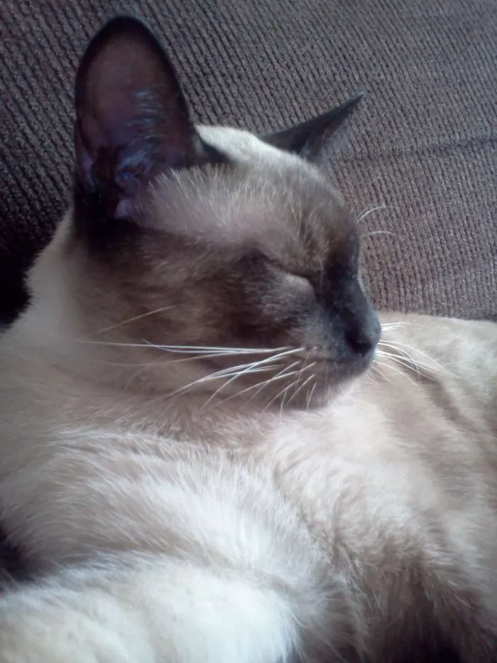 Gato ra a SRD idade 7 a 11 meses nome Gato