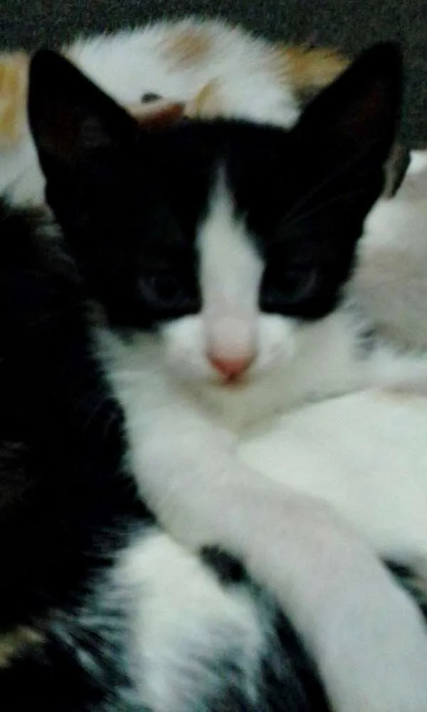 Gato ra a  idade 2 a 6 meses nome Sem nome definido