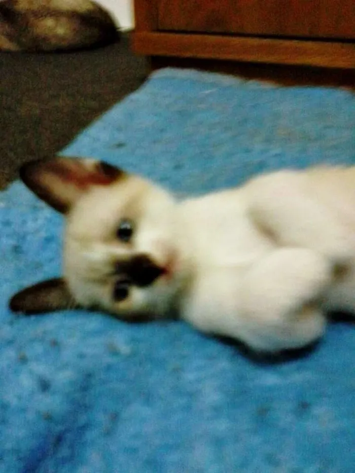 Gato ra a  idade 2 a 6 meses nome Sem nome definido