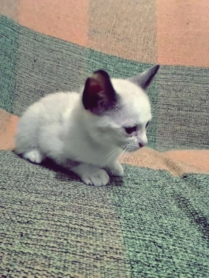 Gato ra a  idade 2 a 6 meses nome Sem nome definido