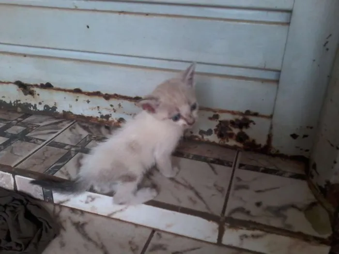 Gato raça indefinido idade Abaixo de 2 meses nome sem nome
