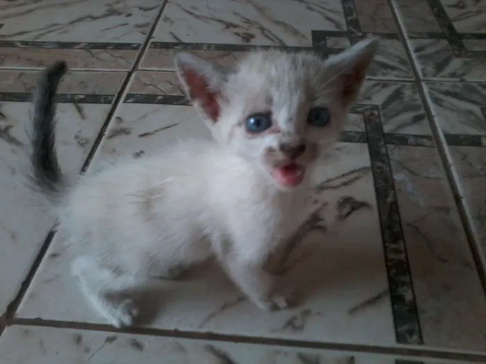 Gato raça indefinido idade Abaixo de 2 meses nome sem nome