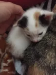 Gatinhas para adoção