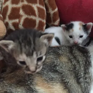 Gato raça SDR idade Abaixo de 2 meses nome Gatinhas para adoção 
