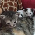 Gatinhas para adoção