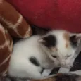 Gatinhas para adoção
