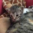 Gatinhas para adoção