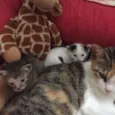 Gatinhas para adoção