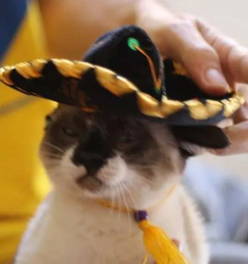 Gato ra a  idade 7 a 11 meses nome Principe