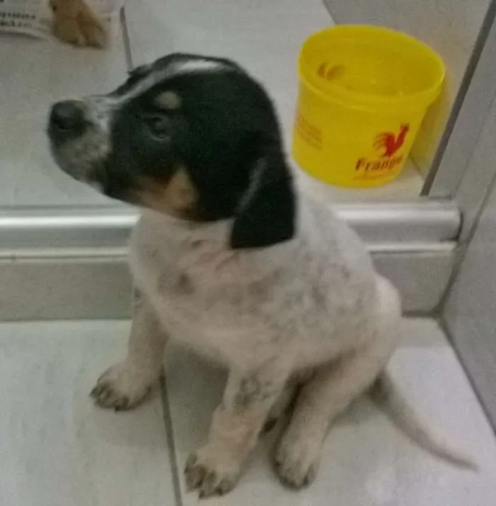 Cachorro ra a vira lata idade 2 a 6 meses nome toby