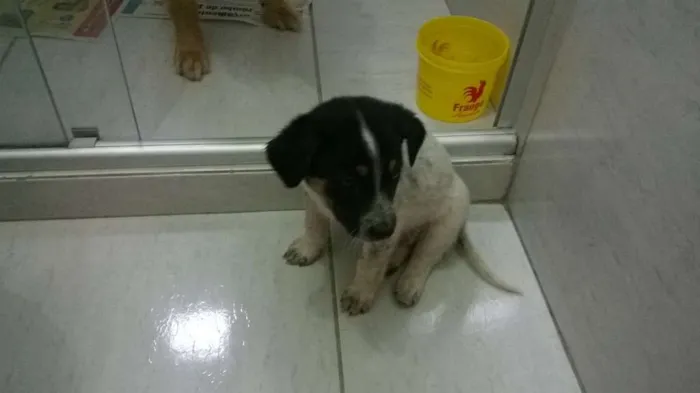 Cachorro ra a vira lata idade 2 a 6 meses nome toby