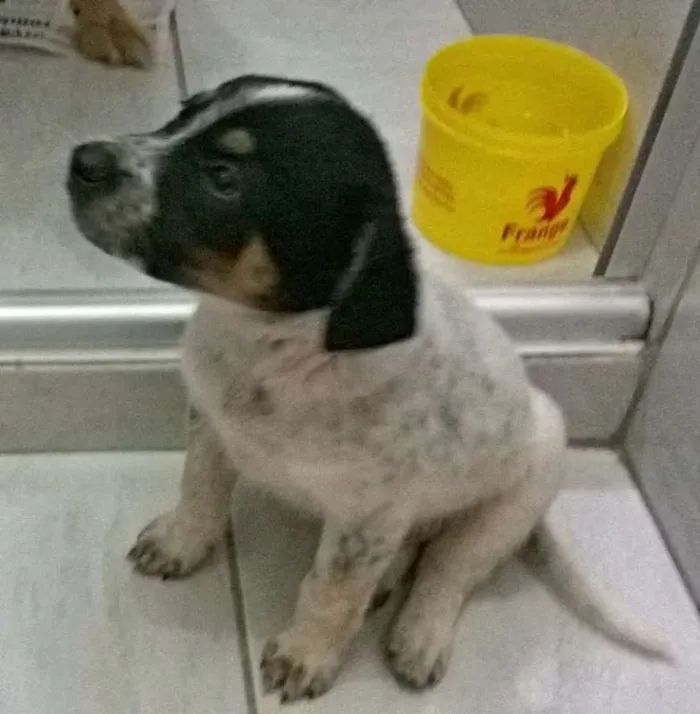 Cachorro ra a vira lata idade 2 a 6 meses nome toby
