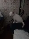 Fofinhos