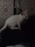 Fofinhos