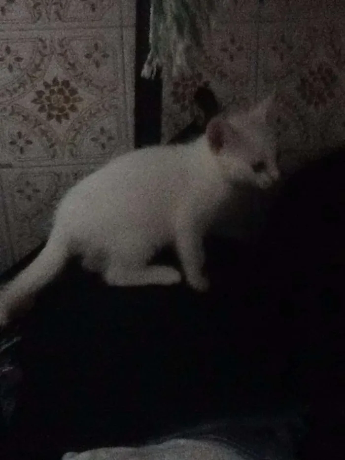 Gato raça RND idade Abaixo de 2 meses nome Fofinhos