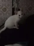 Fofinhos
