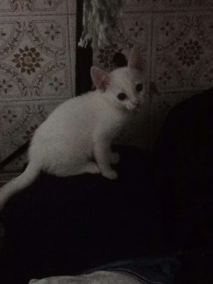 Gato raça RND idade Abaixo de 2 meses nome Fofinhos
