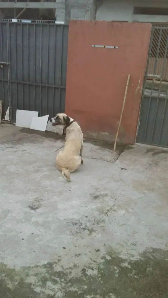 Cachorro ra a Labrador com virá lata idade 4 anos nome Belinha