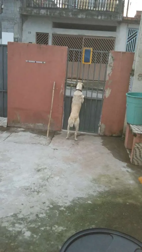 Cachorro ra a Labrador com virá lata idade 4 anos nome Belinha