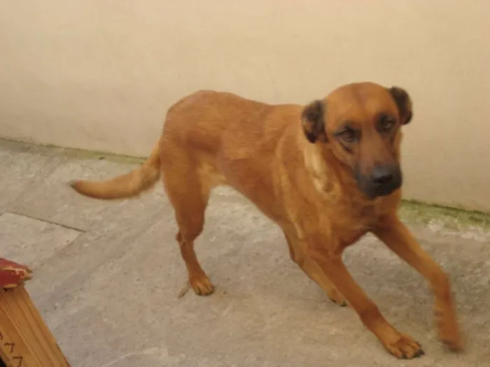 Cachorro ra a Pastor Alemão (mestiça) idade 2 anos nome Mila