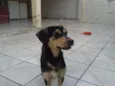 MALU