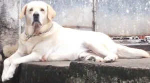 Cachorro raça LABRADOR idade 6 ou mais anos nome MARLEY