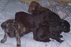 Cachorro raça  idade Abaixo de 2 meses nome Pretinhos