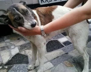 Cachorro raça SRD idade 5 anos nome SEVERINA