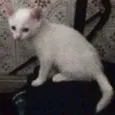 Fofinhos