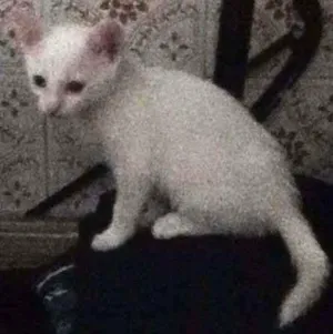 Gato raça RND idade Abaixo de 2 meses nome Fofinhos