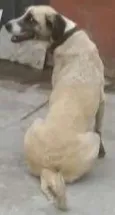 Belinha
