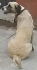 Cachorro raça Labrador com virá lata idade 4 anos nome Belinha