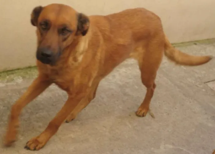 Cachorro ra a Pastor Alemão (mestiça) idade 2 anos nome Mila