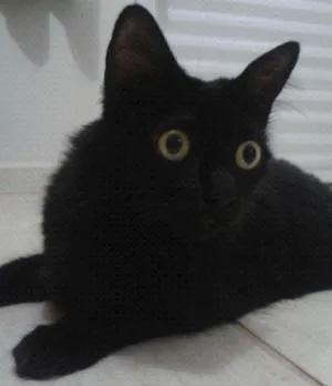 Gato raça  idade 4 anos nome PIPA GRATIFICA