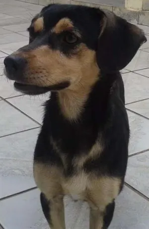 Cachorro raça vira-lata idade 1 ano nome MALU
