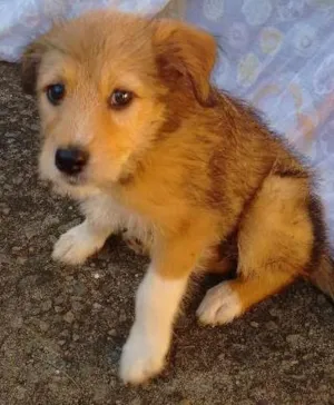 Cachorro raça Pastor com viralata idade Abaixo de 2 meses nome Luna