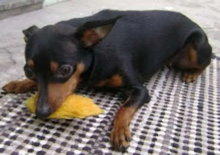Cachorro ra a Pinscher idade 6 ou mais anos nome LUCY (Lulu) GRATIFICA