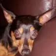 LUCY (Lulu) GRATIFICA