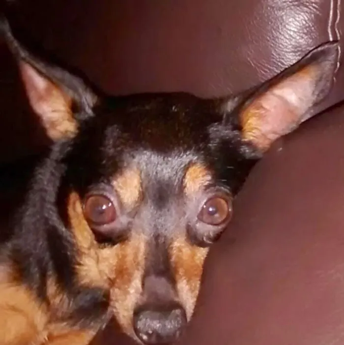 Cachorro ra a Pinscher idade 6 ou mais anos nome LUCY (Lulu) GRATIFICA