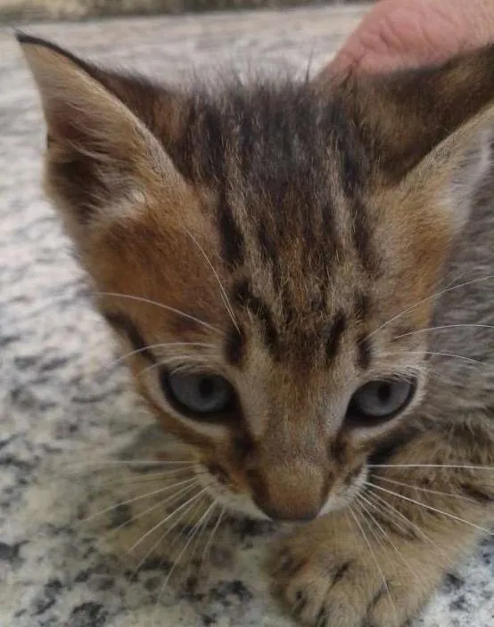 Gato ra a  idade 2 a 6 meses nome mimosos