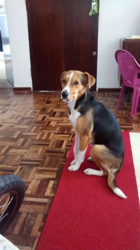 Cachorro ra a SRD idade 3 anos nome Kakau