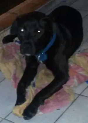 Cachorro raça Pitbull com Rotwailer idade 7 a 11 meses nome Thor