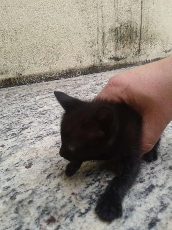 Gato ra a  idade 2 a 6 meses nome mimosos