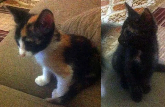Gato ra a Srd idade nome Filhotinhas
