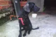 Telinho