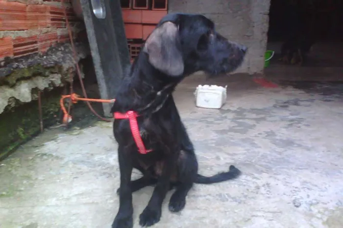 Cachorro ra a Cocker mestiço idade 1 ano nome Telinho